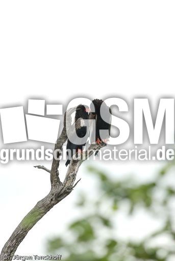 Gaukler (3 von 3).jpg